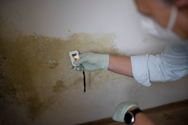 Why You Should Choose Our Mold Remediation Services in Spring Hill, FL